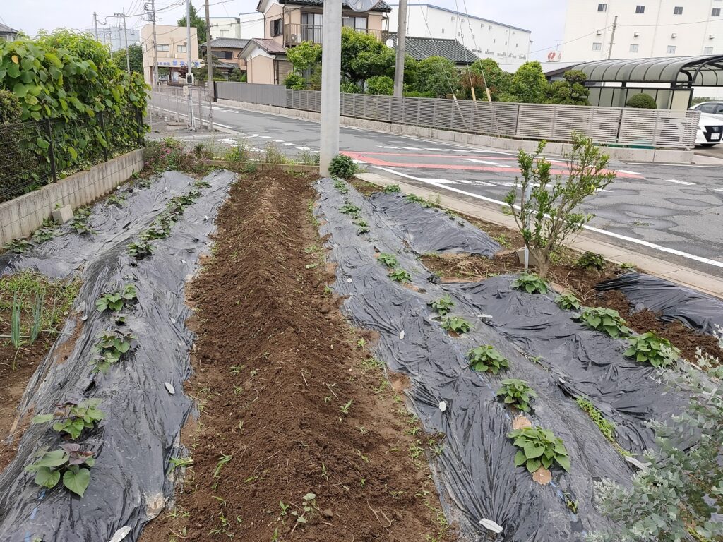 さつまいも 1か月後 さつまいも枯れる My Life My Garden